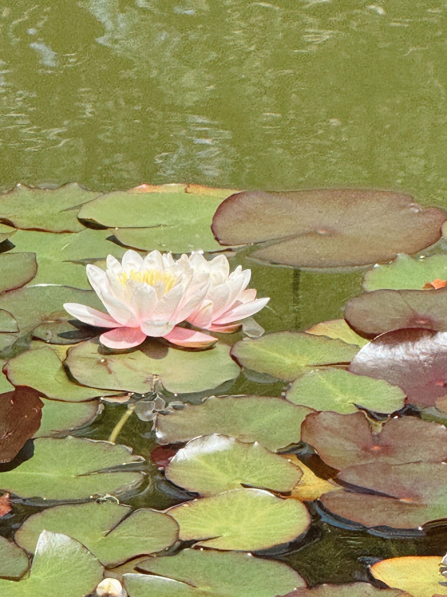 Nature closeup photograph